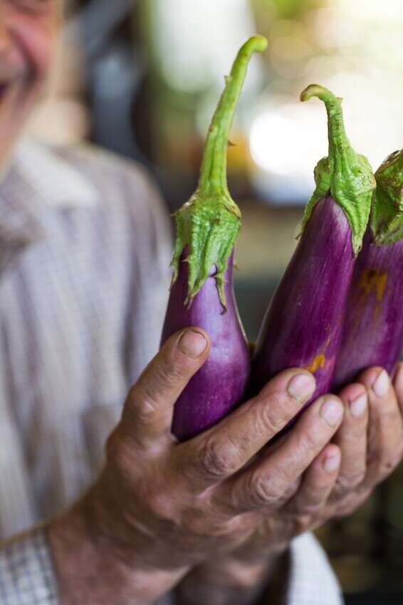 חצילים מוארכים בסגול חיוור, תפארת התוצרת של בתיר // צילום: איתיאל ציון